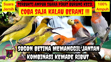 SUARA PIKAT BURUNG SOGON AMPUH‼️ SOGON BETINA MEMANGGIL JANTAN KOMBINASI KEMADE RIBUT