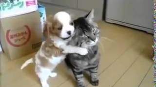 Smeshnoe Video Pro Koshek 360