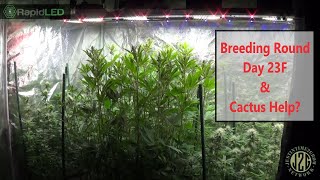08-28-2019 - Breeding Round Day 23F - Deez Nutz - Cactus Help