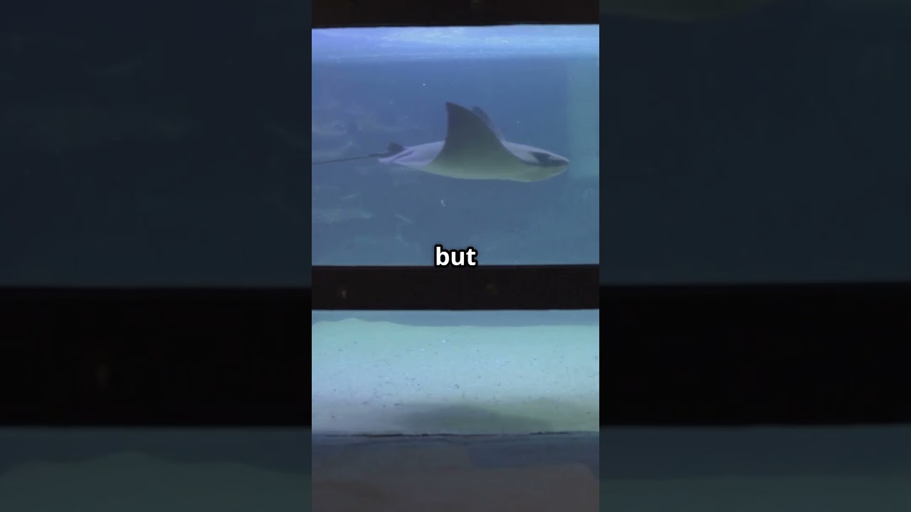 AMAZON SECRETS: Fresh Water Sting Rays 