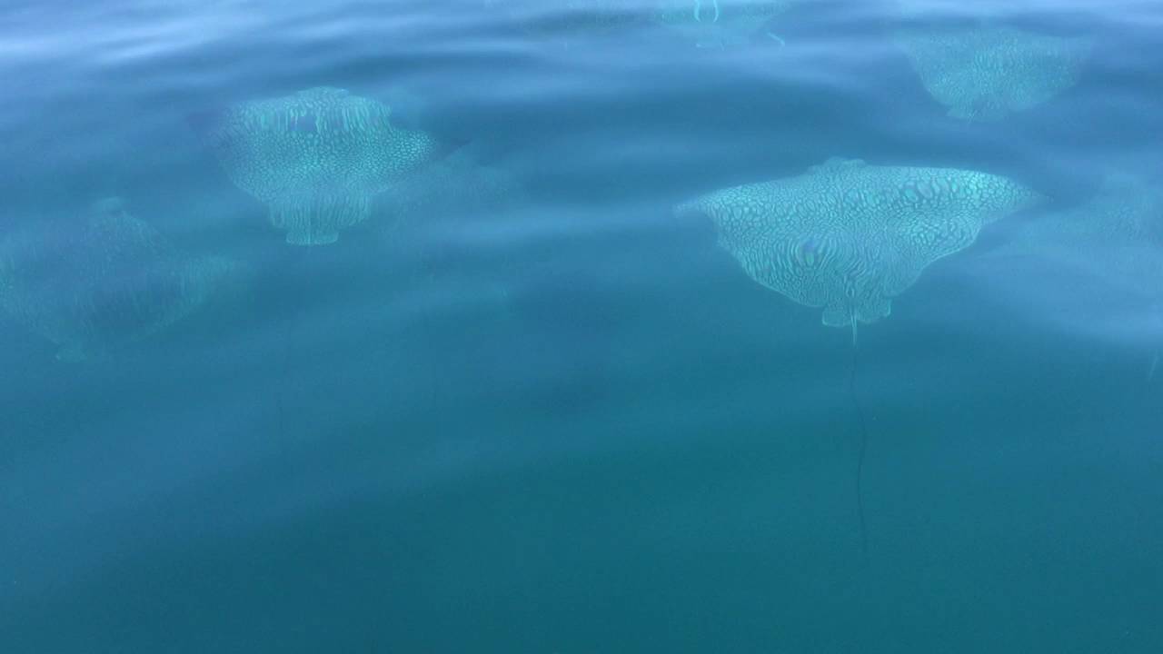 Spotted Eagle Rays Sanibel Island Florida