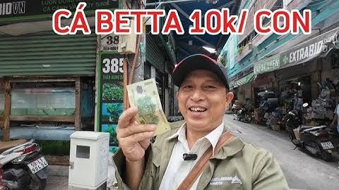 CÁ BETTA 10k/con mua tại chợ cá cảnh Lưu Xuân Tín ở quận 5 