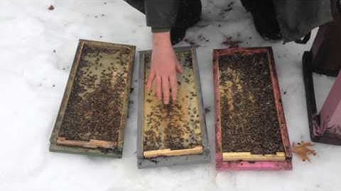 Pushing the Envelope - overwintering bees in a single 5 frame box February 19th 2016.
