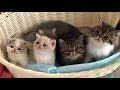 Cute Exotic Shorthair Kittens | Funniest Exotic Shorthair Cute Cats の動画、YouTube動画。