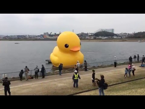 ラバー・ダック フーフー隊 in 大阪狭山池