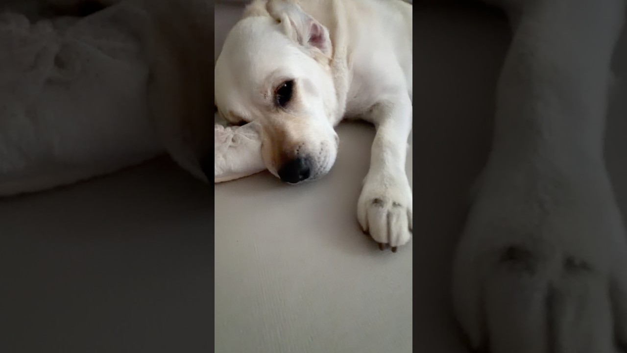 오늘따라 심하게 잠꼬대 하는 김대한이 #강아지일상 #강아지도가족입니다