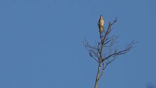 Иволга. Oriole