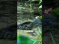 Trust Allah's Provision (Ar-Razzaq) ❣️#egzonibrahimi #islamicvideo #shorts #islamicreminder #nature