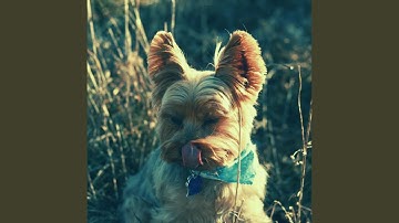 Scintillating Backdrops for Beautiful Pups