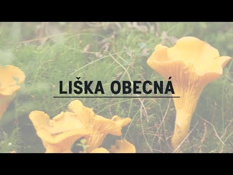 Liška obecná | Poklady krkonošské přírody 2