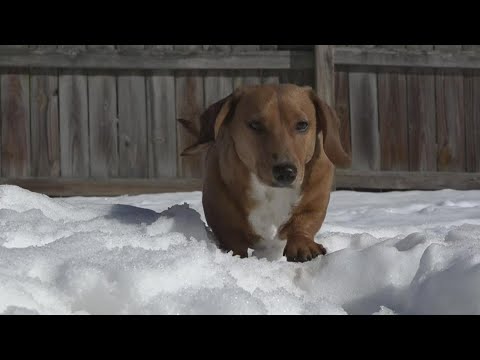 ვიდეო: რწყილები ცოცხლობენ ზამთარში?