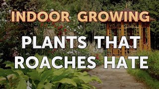 Plants That Roaches Hate