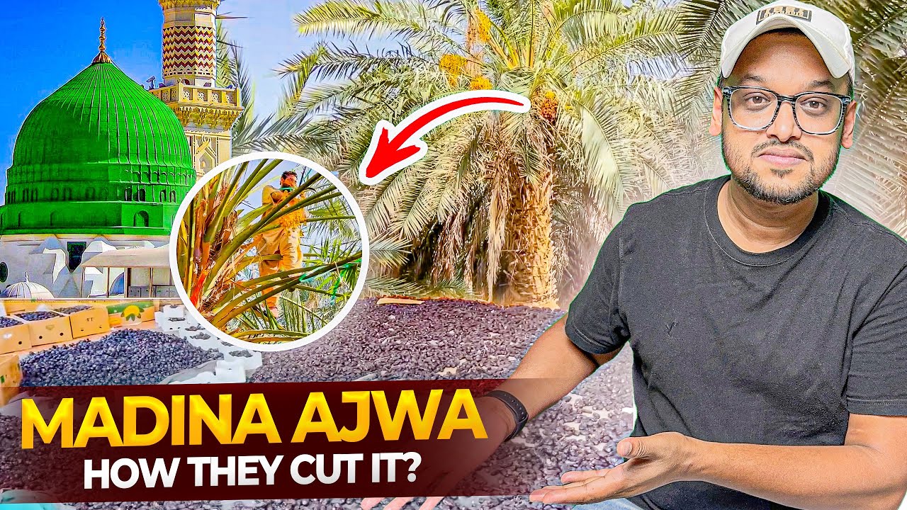 Madine me Khajur ke Baghaan | मदीने में खजूर के बाग़ान | ऐसा पहले कभी नहीं देखा