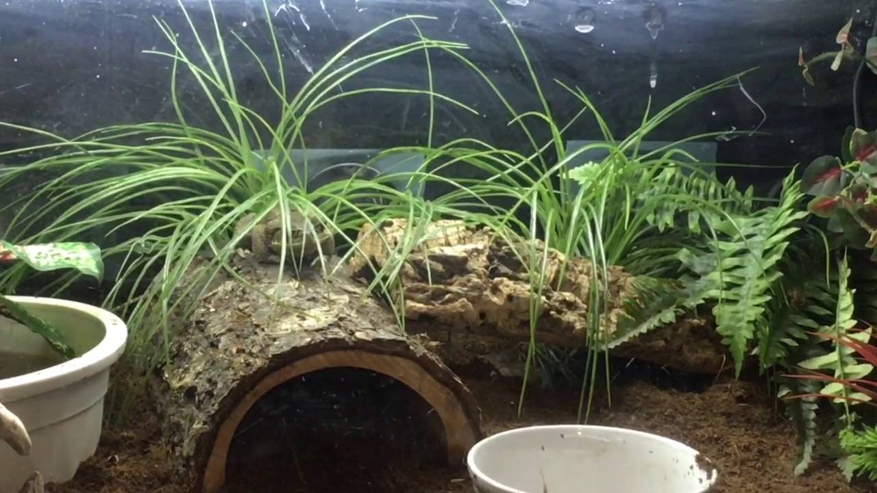 petco hours The elusive Cane Toad Kronos has come out tonight :) 5-30-16