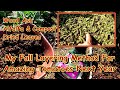 How to Prepare Tomato Beds For Fall/Winter & Can I Compost Diseased Leaves: Wood Ash, Alfalfa & More