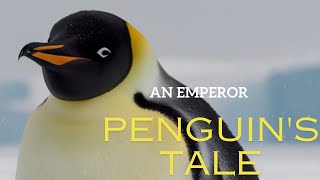 The Incredible Journey of Happy Feet  An Emperor P