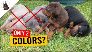 Why there are only 2 DOBERMAN colors in Europe? by TheDobermanGuy 2,587 views 1 year ago 2 minutes, 53 seconds