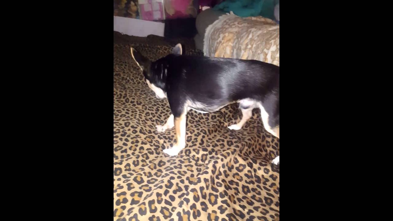 Super stoned Chihuahua