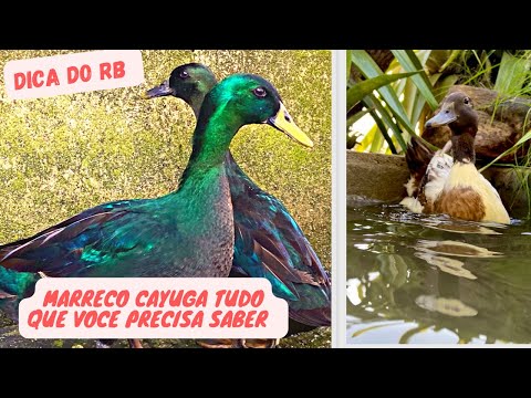 Vídeo: Por que meus patos cayuga estão ficando brancos?