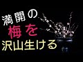 華道家が、とにかくたくさんの梅の花を生ける【生け花初心者向け】