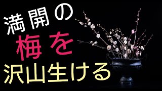 華道家が、とにかくたくさんの梅の花を生ける【生け花初心者向け】