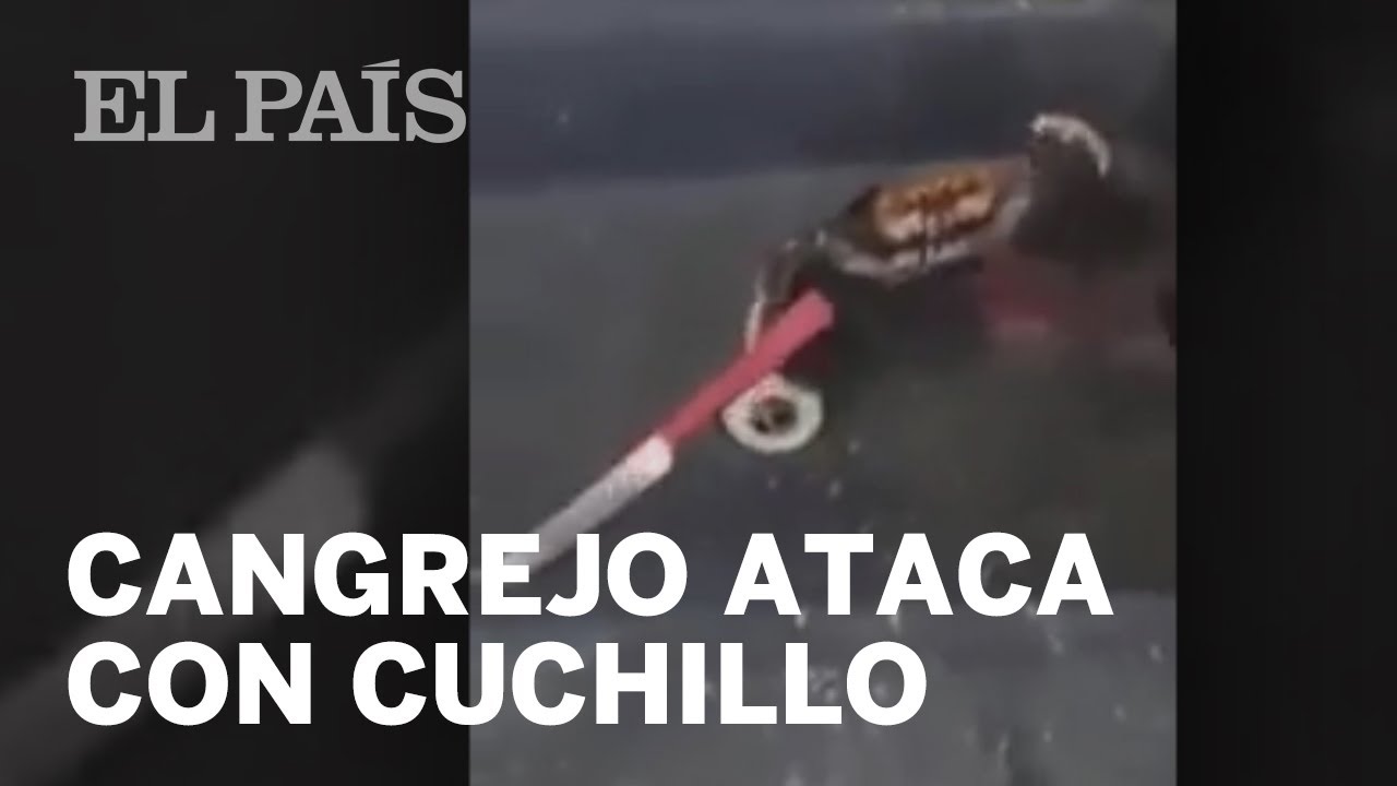 Un cangrejo se defiende con el cuchillo de un cocinero | Vídeos | EL PAÍS, image size:1280x720
