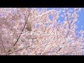 春の狭山・境緑道 桜吹雪のこだいらグリーンロード 【小平市】