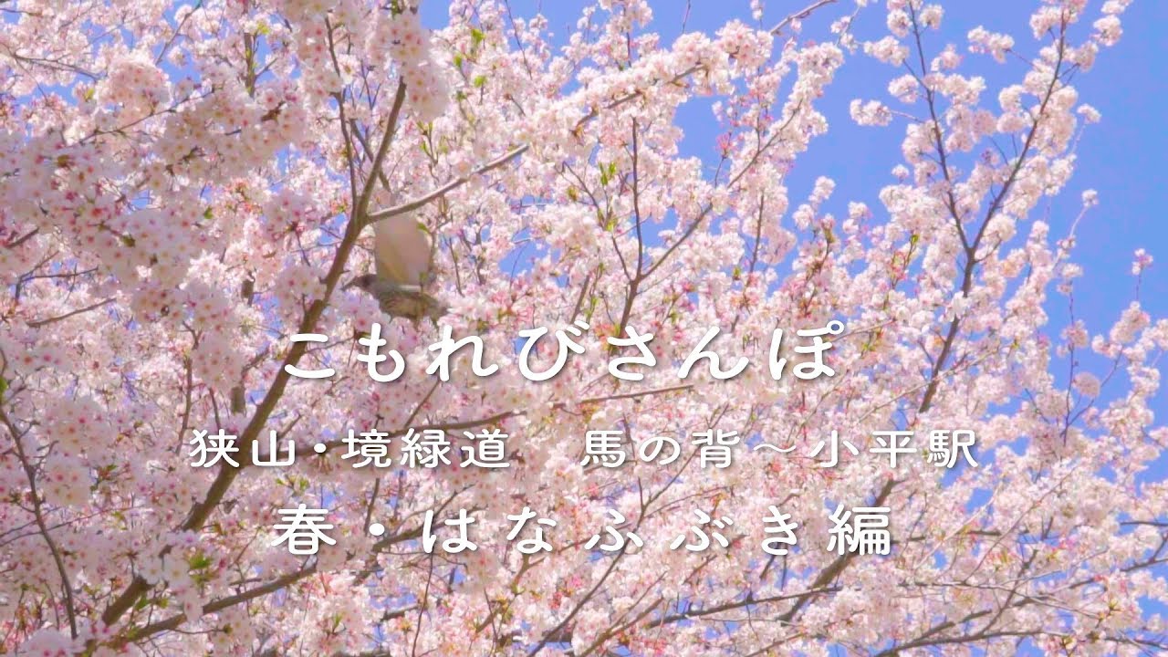 春の狭山 境緑道 桜吹雪のこだいらグリーンロード 小平市 Youtube