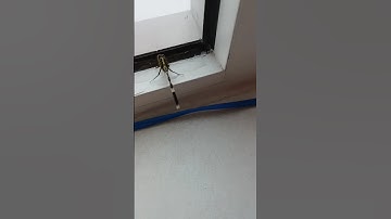 Chuồn chuồn😜 bay lạc😜 vào nhà😍 thả bạn 🤪về lại ☺😃thiên nhiên😋😃😃