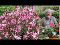 Gaura fleur simple et lgre une note sauvage dans les massifs dt le quotidien du jardin n259