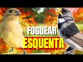 🟢 MELHOR CANTO PAPACAPIM TUITUI PARA ENCARTE🟢🟢ÁUDIO COM PIADO DE FÊMEA DE PAPA CAPIM -PAPA CAPIM 🟢