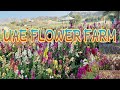 UAE Flower Farm in Ras Al Khaimah