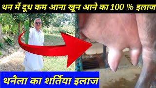 थनैला थन में सूजन, खून आना, दूध कम होने का देशी इलाज || Thanela rog ka ilaaj || Mastitis treatment