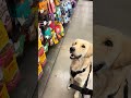 Puppy training tasteknowledge bite 134 shorts golden love dog cute health sweet