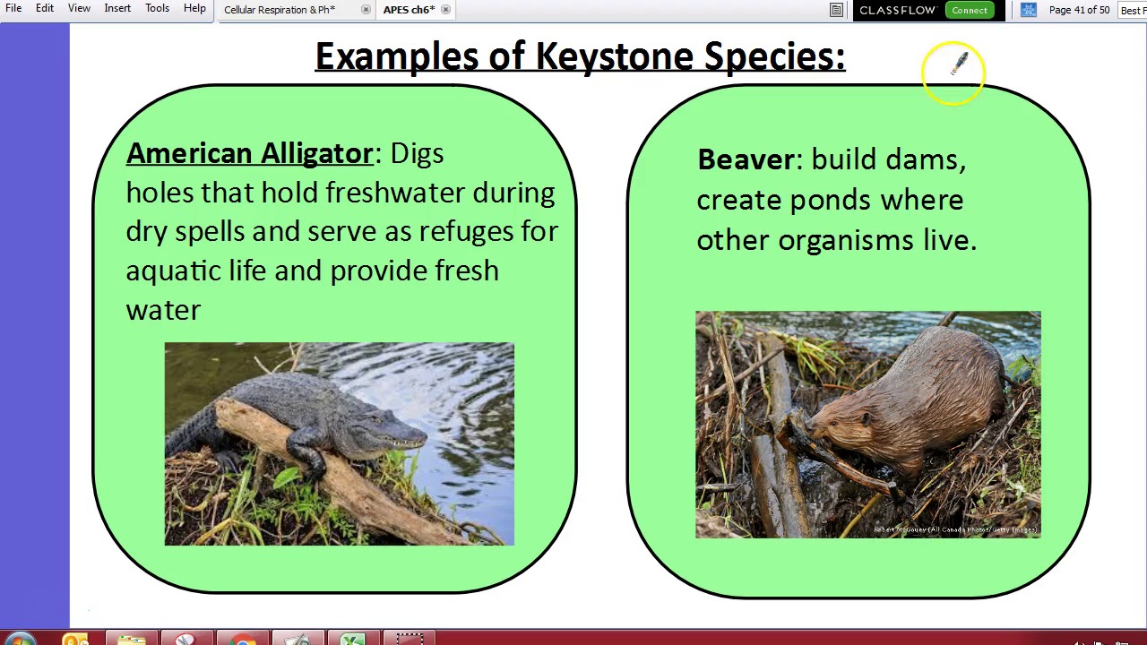 APES 12/11 Keystone Species 