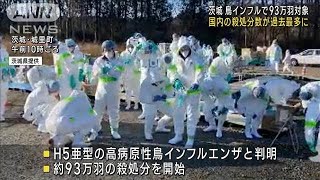 茨城で鳥インフル93万羽殺処分　今季の殺処分数“過去最多”に(2023年1月9日)