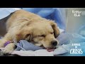 Anus-less Retriever Dog Is Fated To Die.. | Animal in Crisis EP261