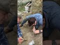 A flipping DIDELPHODON  A mammal from the time of the dinosaurs