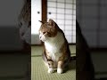 japanese CAT #shortsviral #shortvideo #shortsfeed #shorts