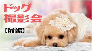 【ドッグ撮影会前編】愛犬のドレス姿の写真を撮ろう！わんちゃんにゴージャスなドレスを着せてプロカメラマンに写真を撮ってもらえるイベントを開催！リングドッグなどにも最適な犬服！見たことないドッグウェア