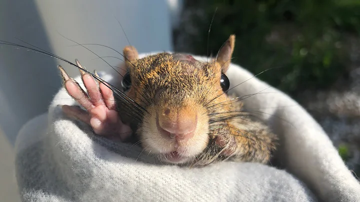Rudy - A Wild Squirrel's 2nd Chance (Extreme Case ...