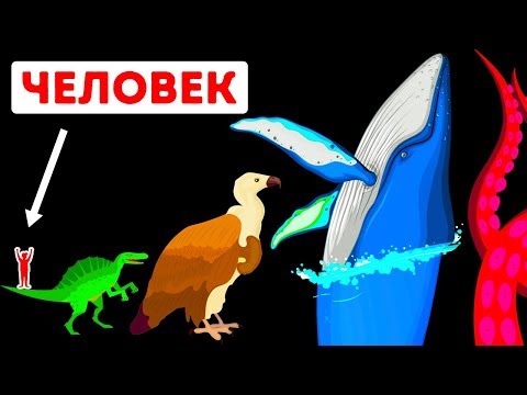 Самое крупное в мире существо – кто оно?