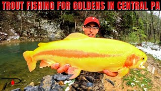 Trout Fishing For Goldens in Central Pennsylvania
