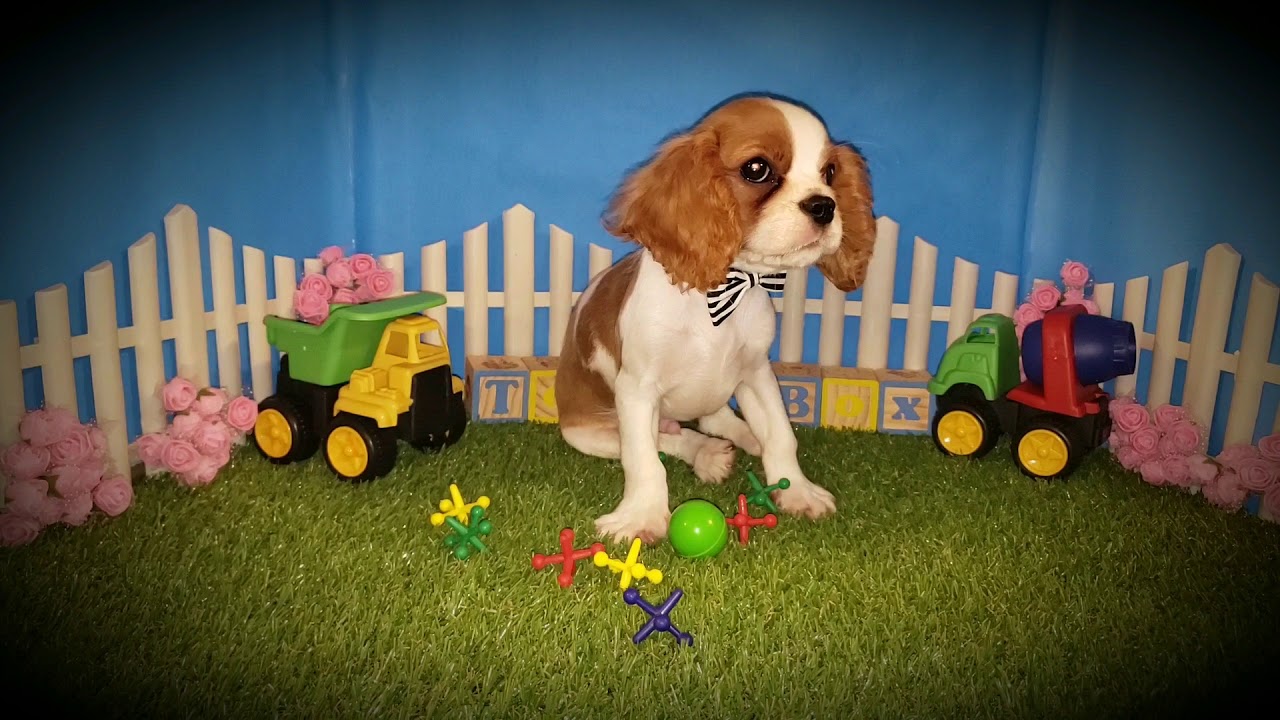 ToyBox Puppies. MO.(2) YouTube