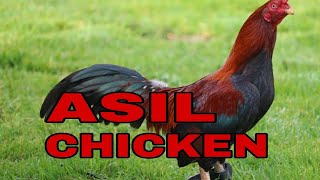 Asil or Aseel Chicken