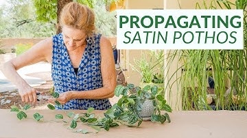 SATIN POTHOS PROPAGATION: SCINDAPSUS PICTUS PROPAGATION & PRUNING/JoyUsGarden