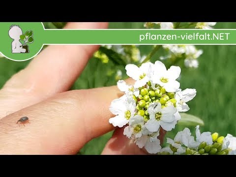 Video: Blühende Meerrettichpflanze: Was tun gegen Blumen auf Meerrettich?