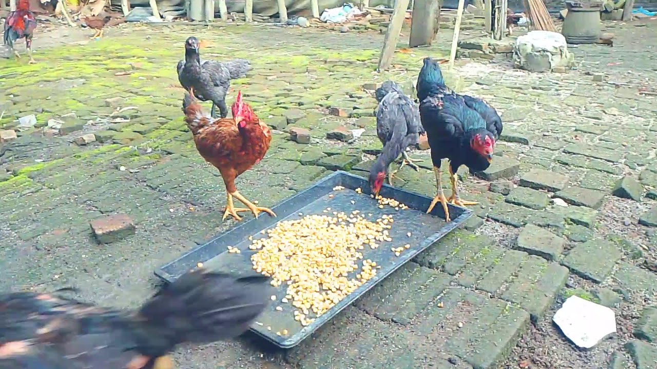 AYAM BAKOK KELASIC AYAM PETERNAKAN RUMAHAN