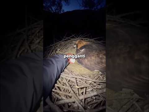Ketika Elang Menjadi Ibu Seekor Ayam ❤️