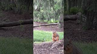 Squirrel Nibbling Acorn in Peace Park  ☮